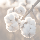 Warum Bio-Baumwolle die beste Wahl für nachhaltige Kleidung ist